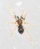 Phrurolithus sp.